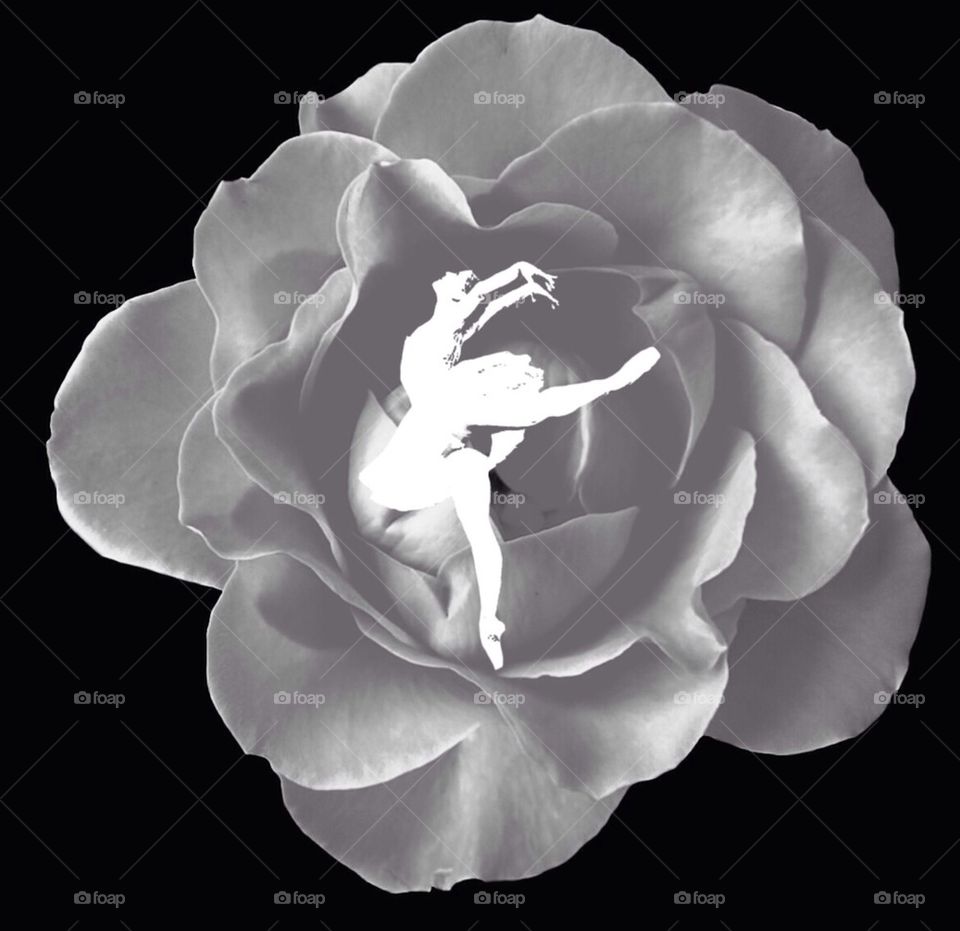 Ballerina rose