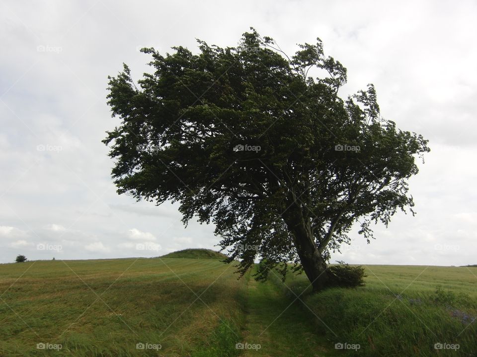 Tree in Denmark