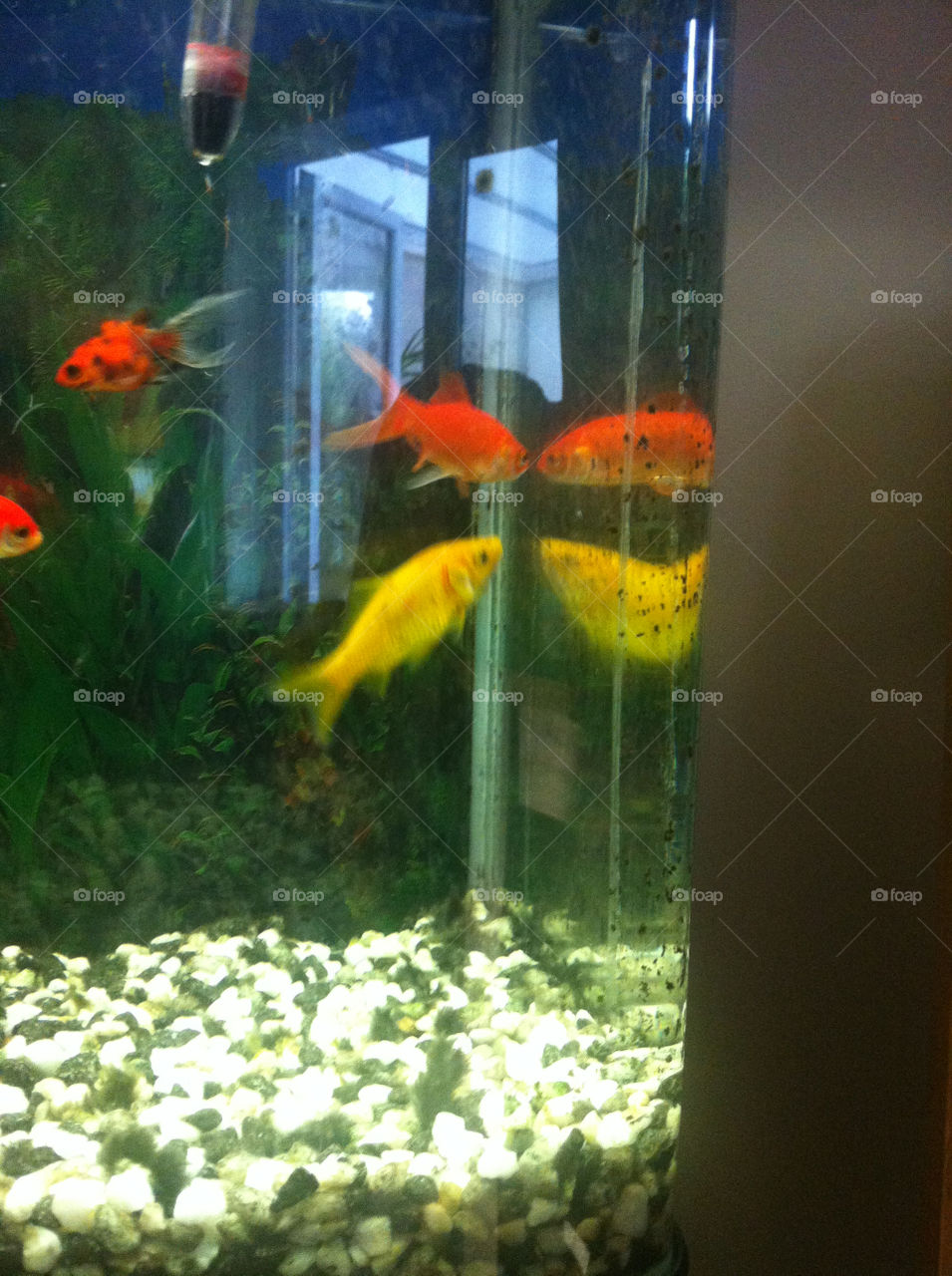 Aquarium, Goldfish, Underwater, Water, Nature