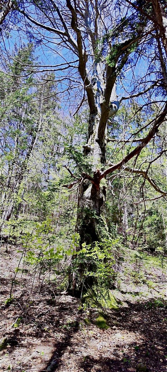 This enormously large tree was found while on an outing in the vicinity of „Bayerischzell“, a small town near the Alps in „Bavaria“, Germany. 2024. Hypnotic Productions