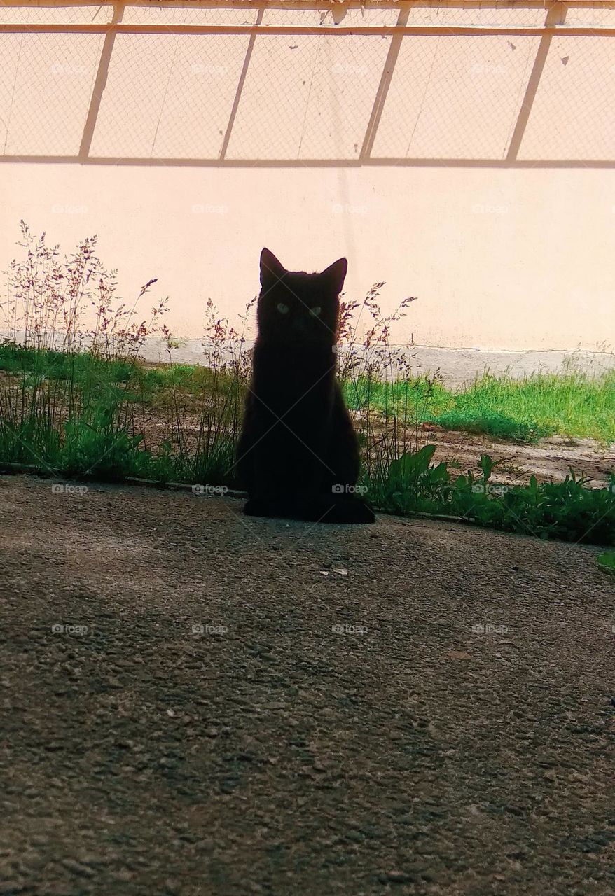 be authentic cat astrophy