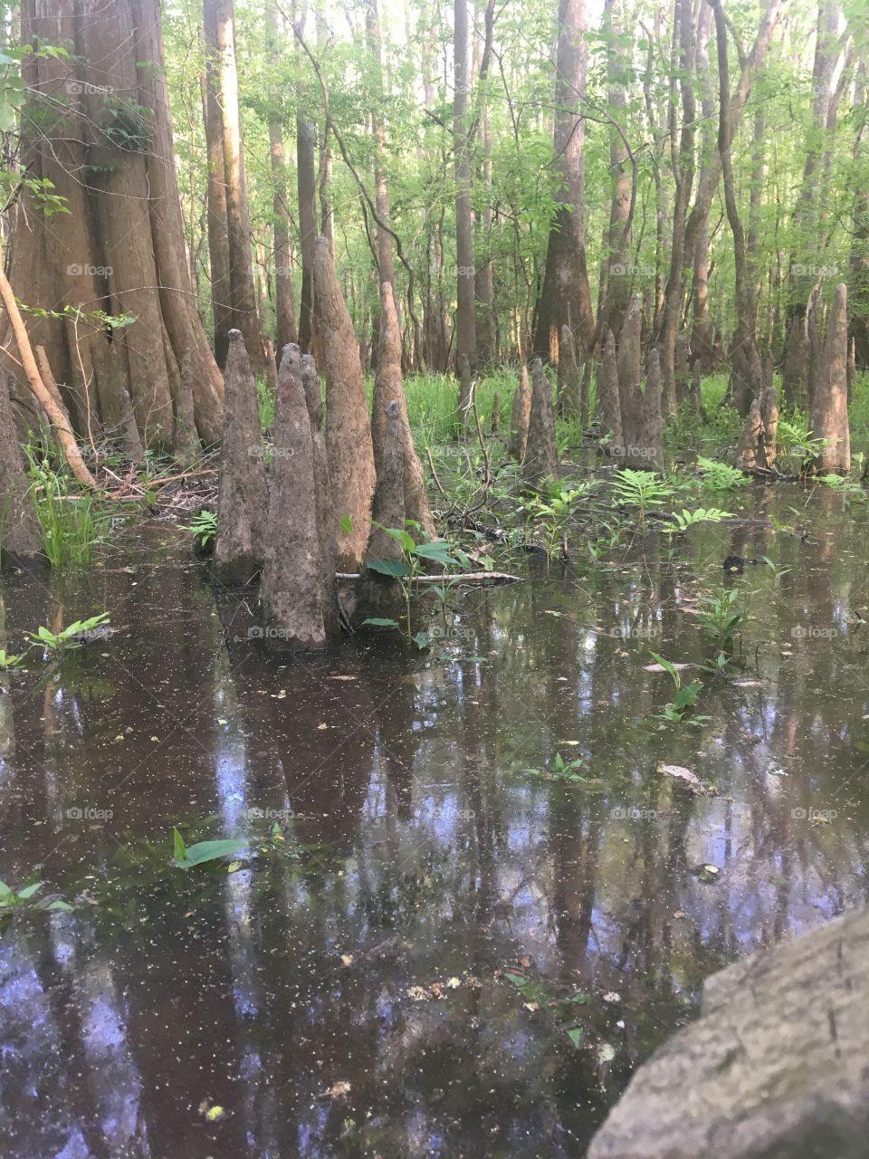 Swamp water 