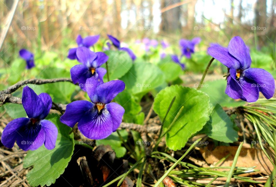 purple flowers spring beautiful nature