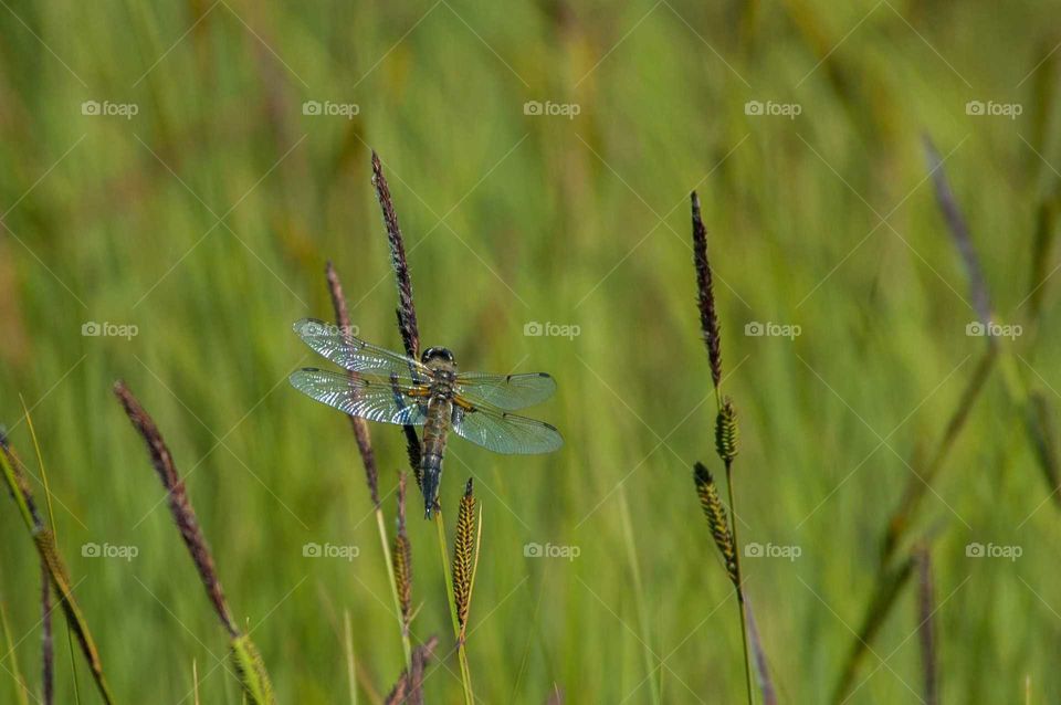Dragonfly on a straw of grass.