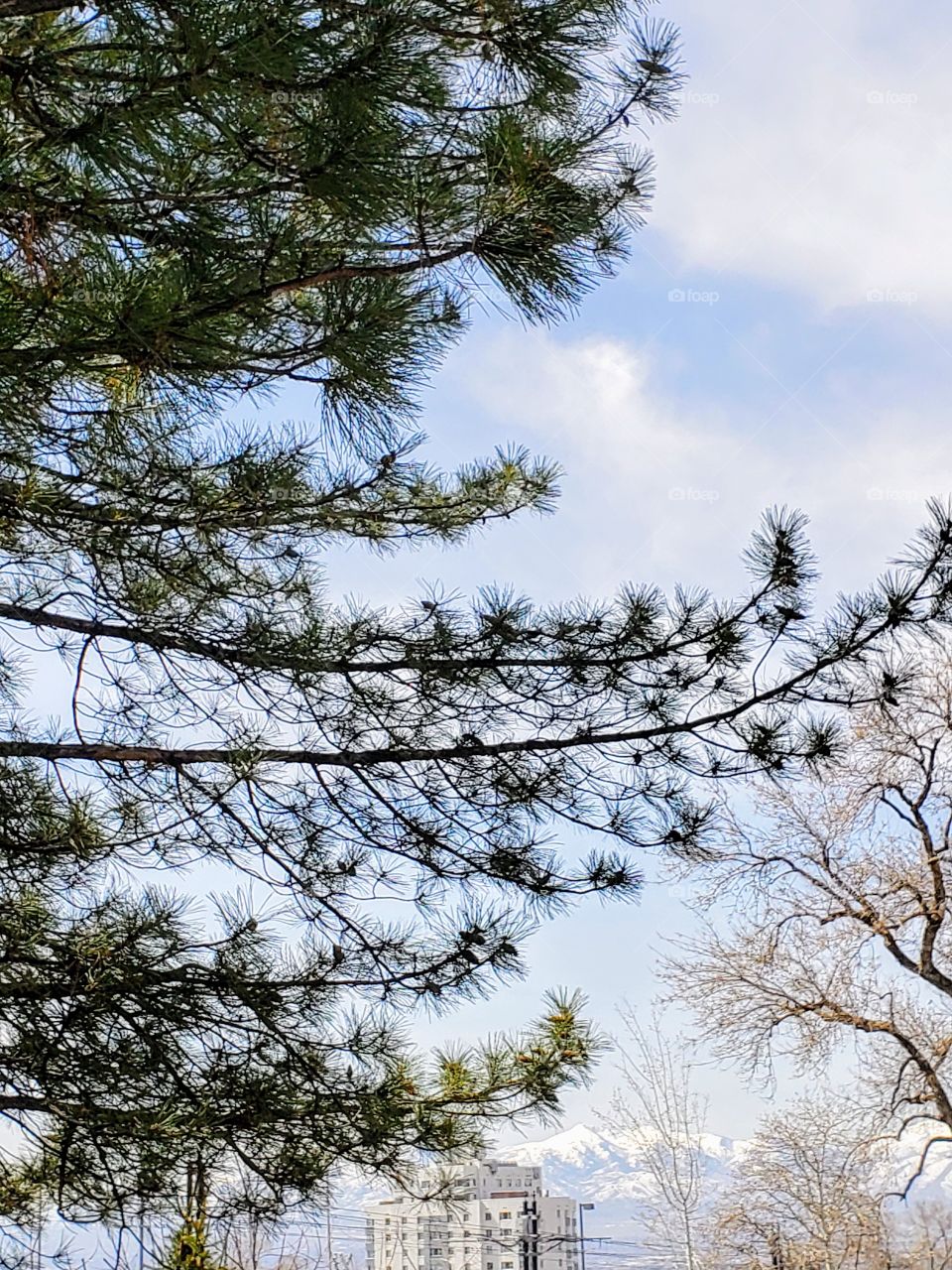 branchs across the sky