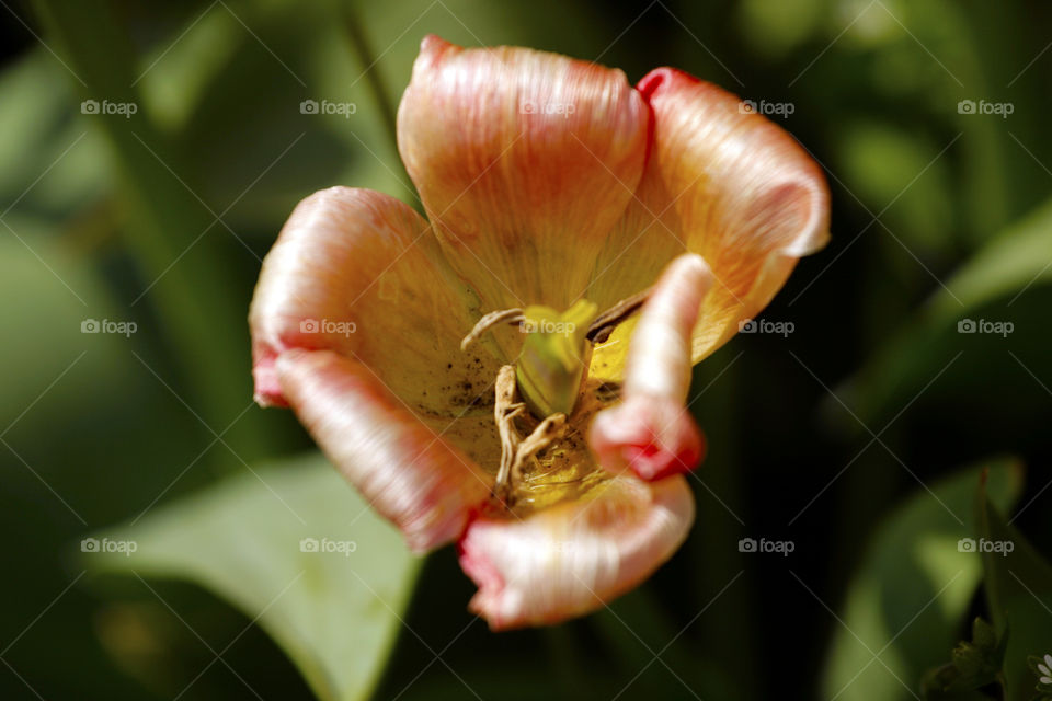 Flora close up