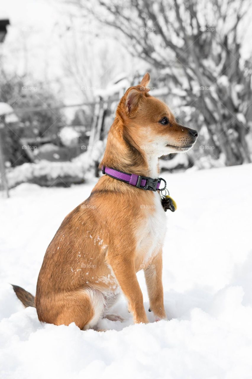 Puppy in Snow