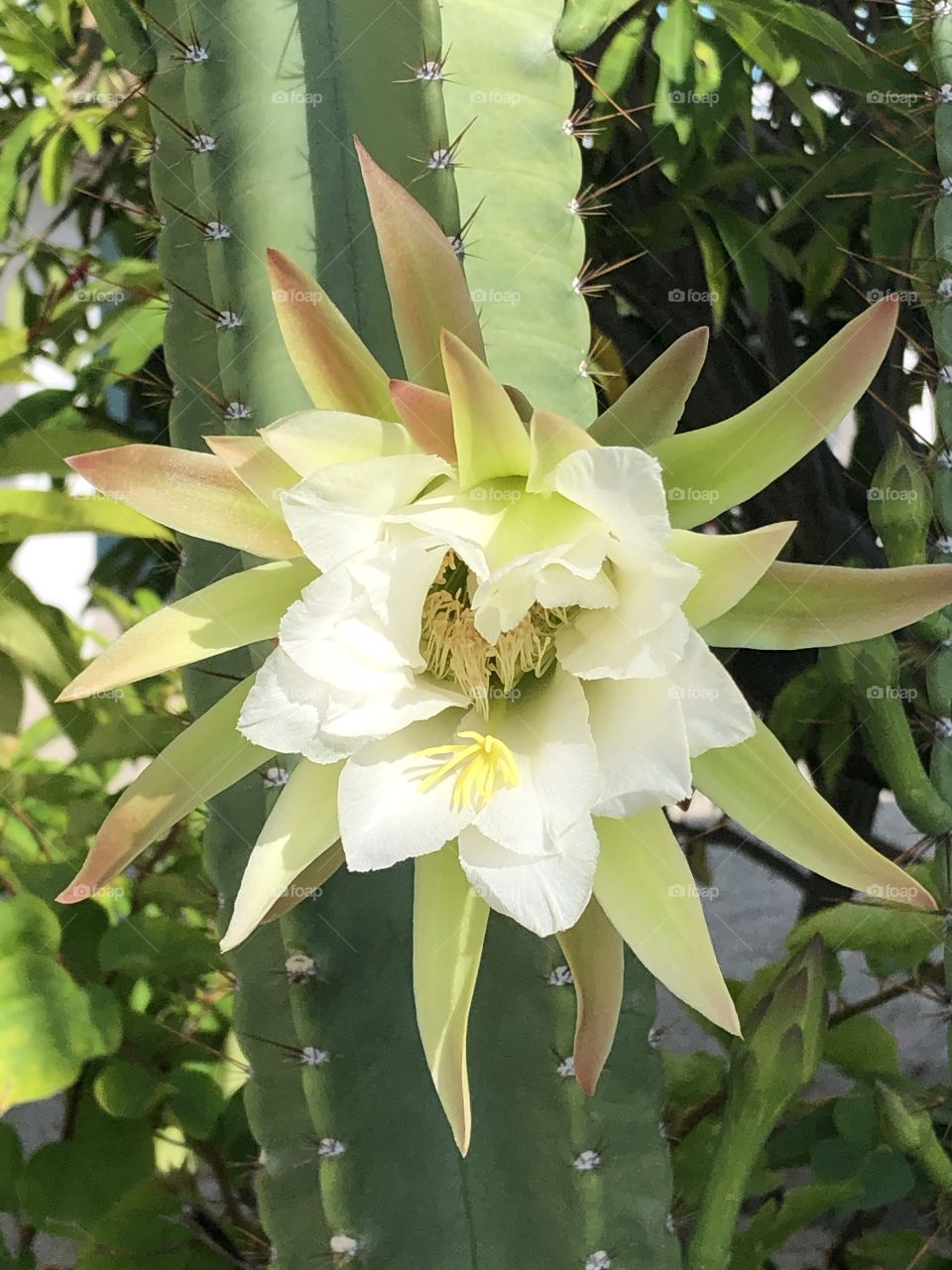 Cactus blooms