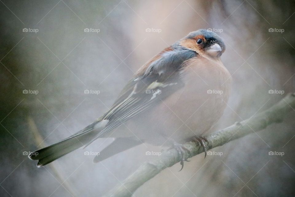 Chaffinch
