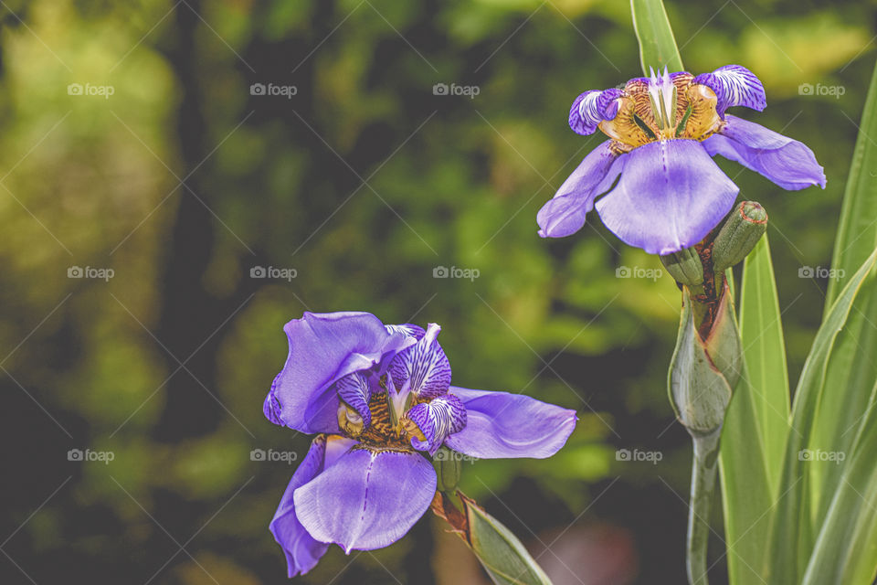 Purple orchid/ orquídea roxa