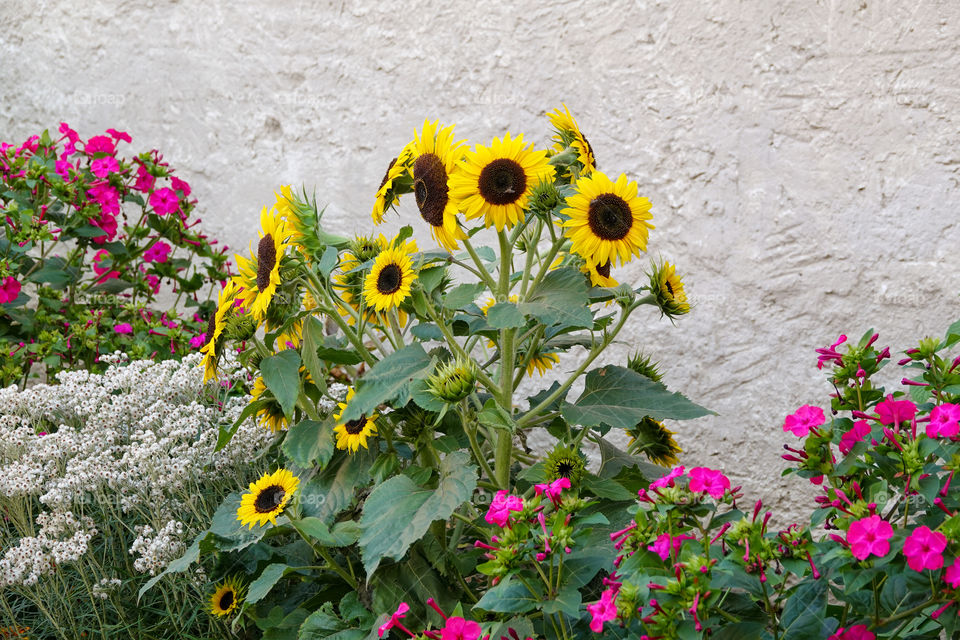 Sunflower in flowerbed with pink flowers.