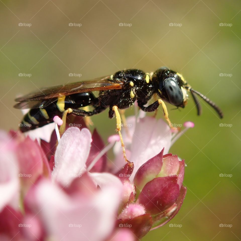 Tiny wasp resting on pink oregano flowers in the herb garden in summer macro photography closeup