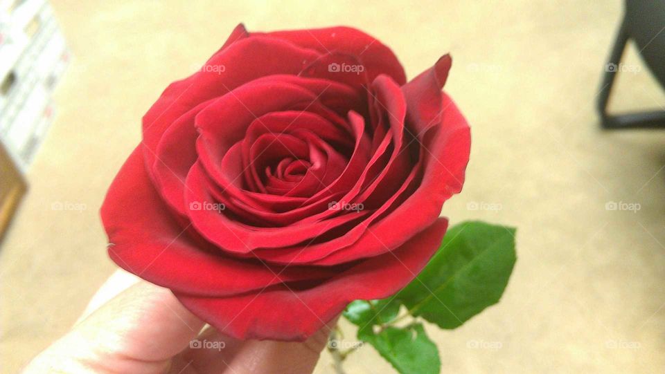 Rose, Flower, Love, Romance, Affection