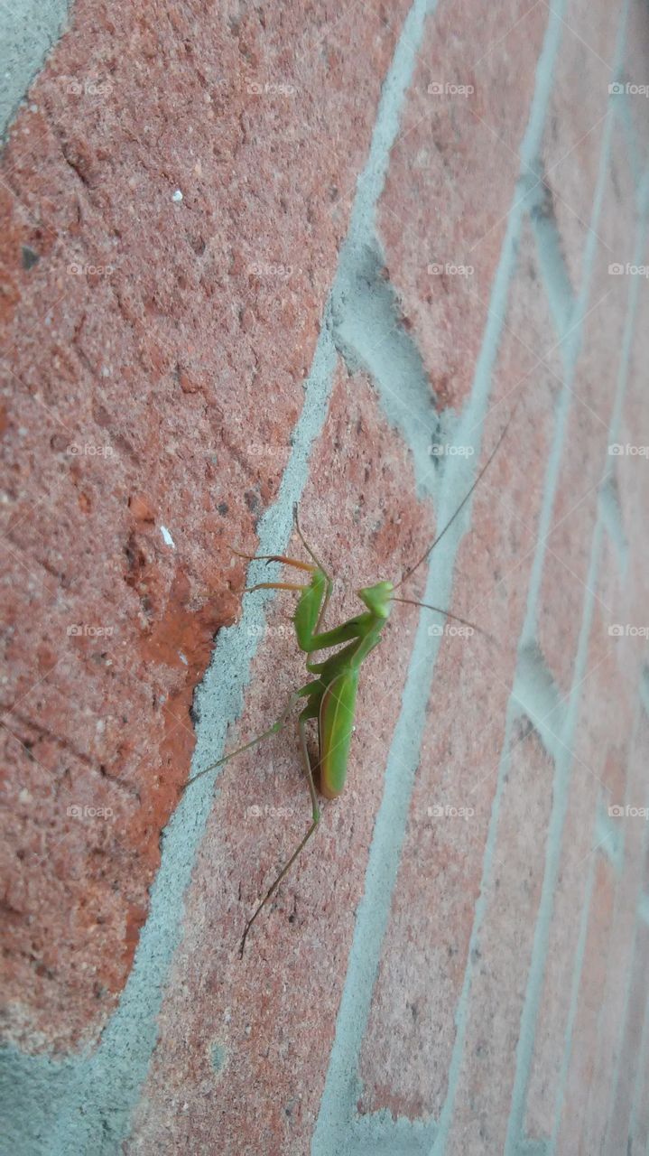 praying mantis on brick.