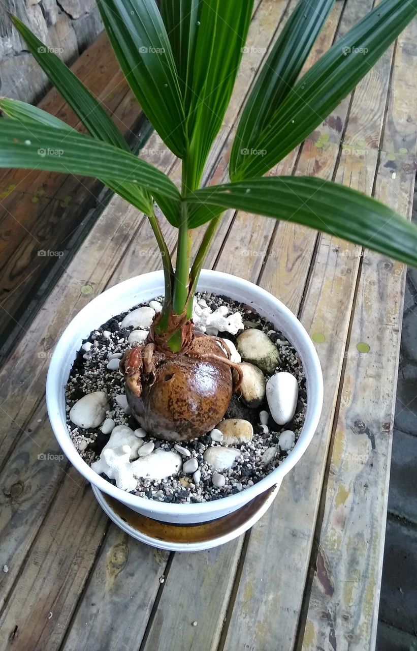 Coconut tree on the table