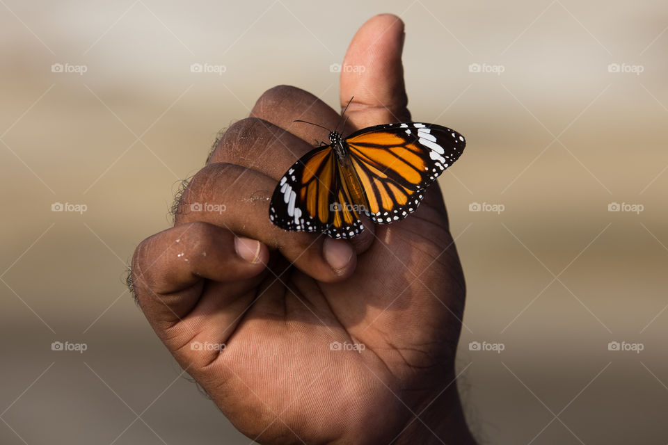 Butterfly in Bangladesh