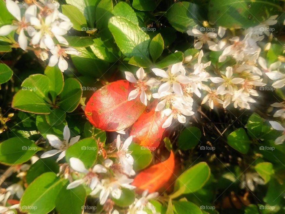 Spring is in the bushes