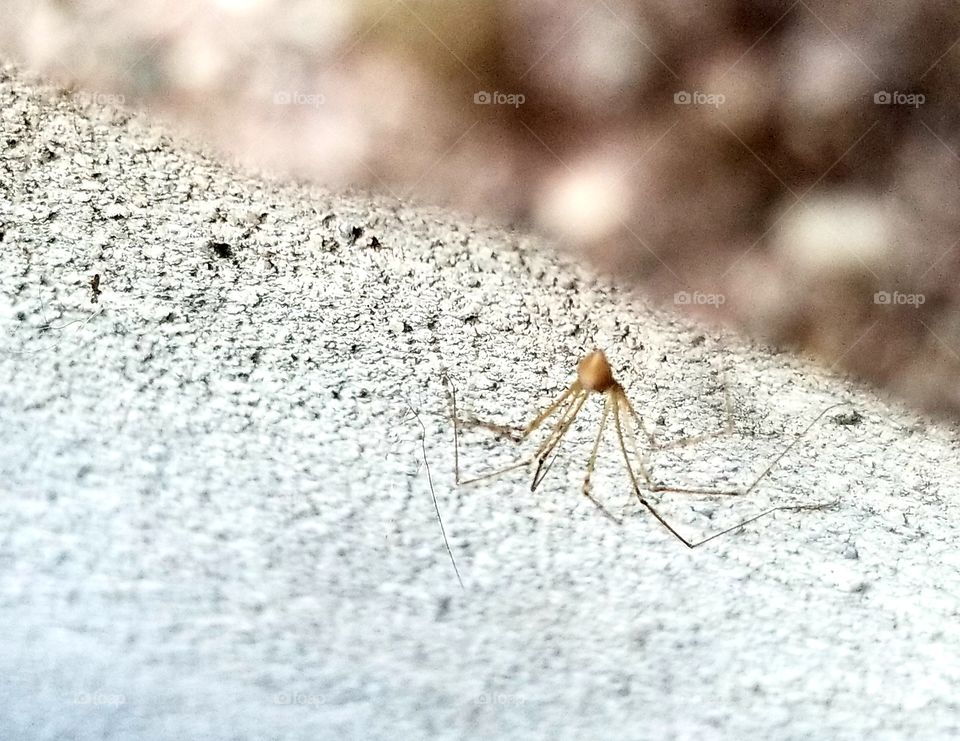 Spiders between the cracks