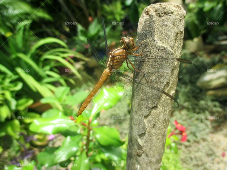 Dragon Fly sitting