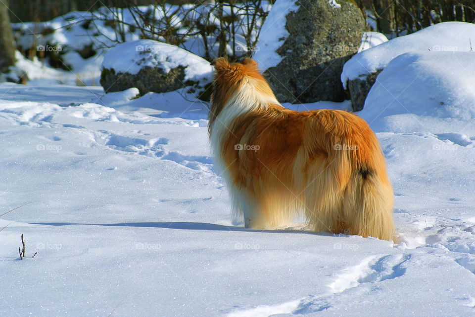 Dog standing in the snow