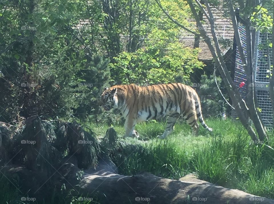 Big tiger walking in the tall grass soaking the warmth of the sun what a beautiful creature