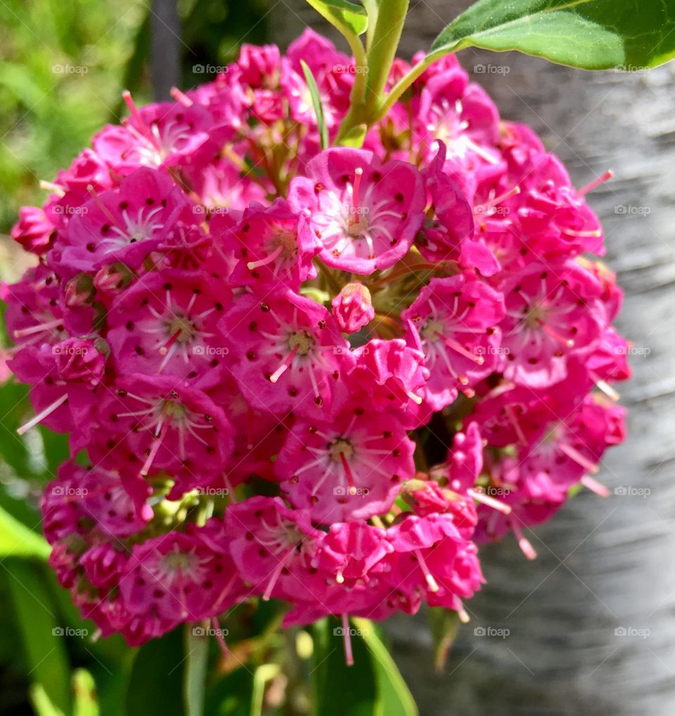 Sheep Laurel