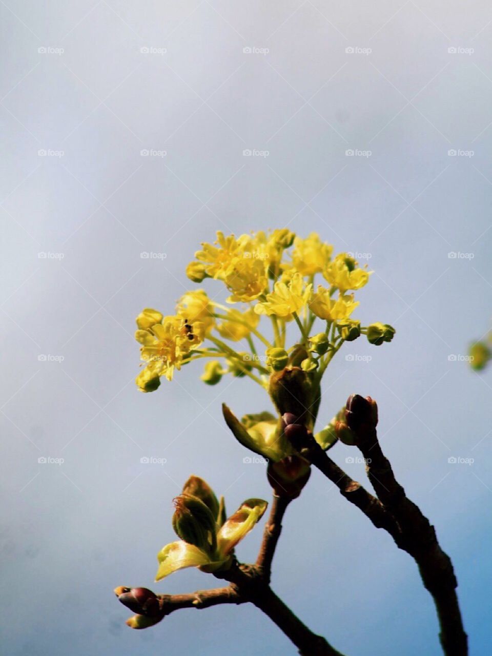 Yellow blossom in sping
