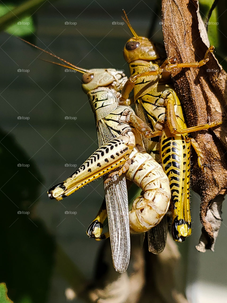 Close up of a yellow and a white, medium to large in size,  grasshoppers mating