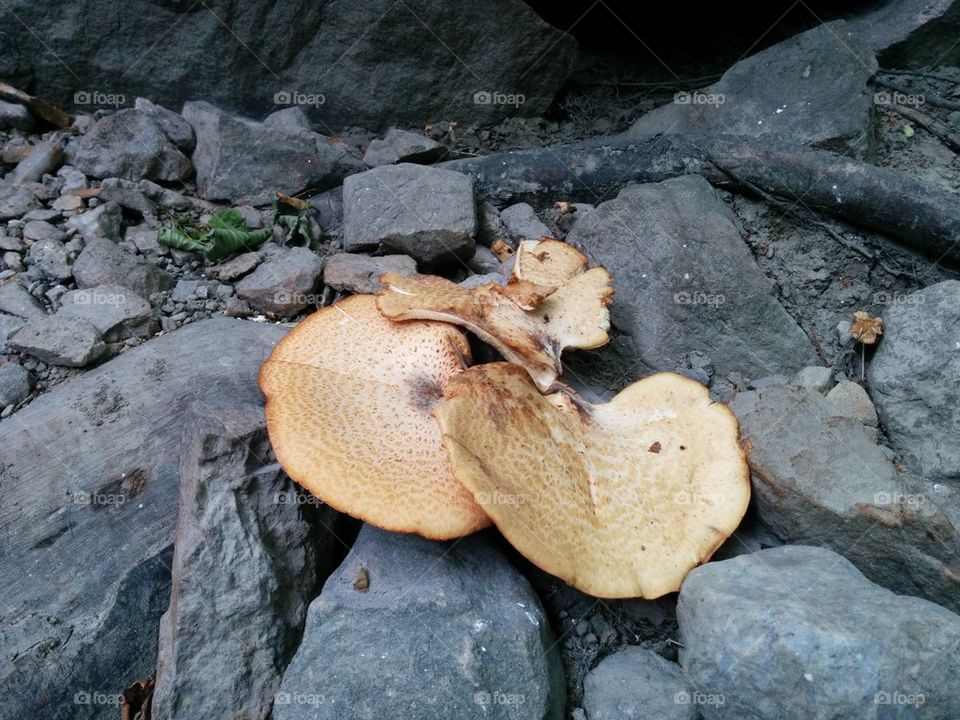 mushrooms in the stone