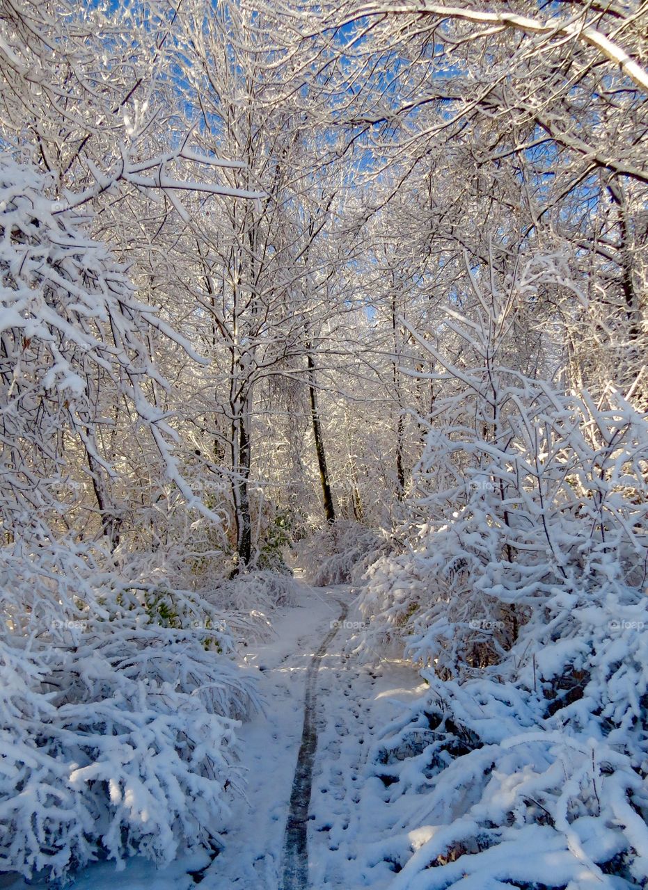 Winter wonderland in Detroit, Michigan