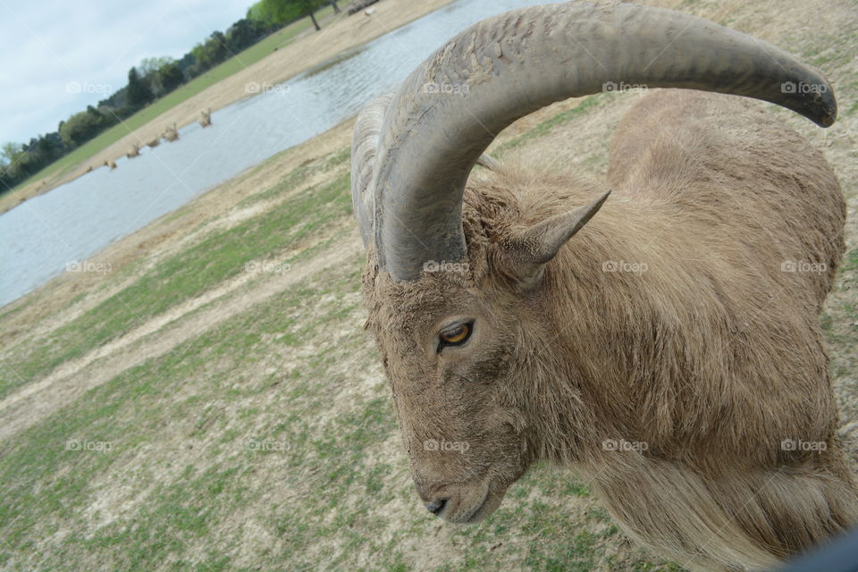 Closeup of a goat at grapeland drivethru safari in Texas 