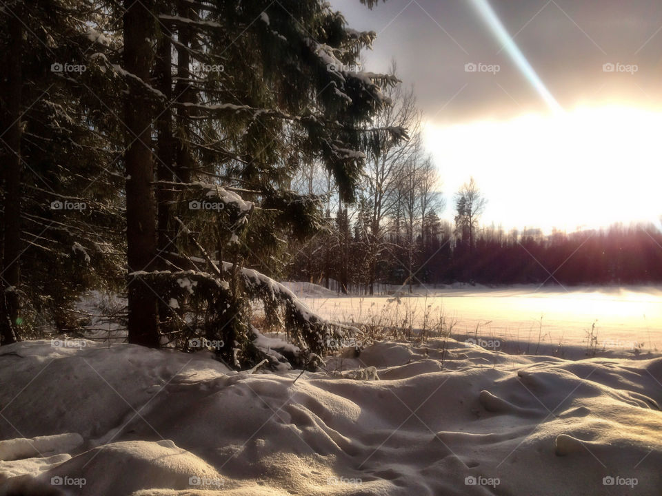 The Last Sunray. Evening In winter forest