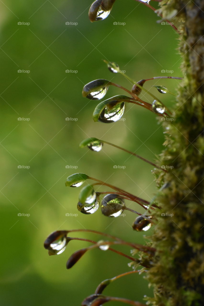 Nature in dewdrops