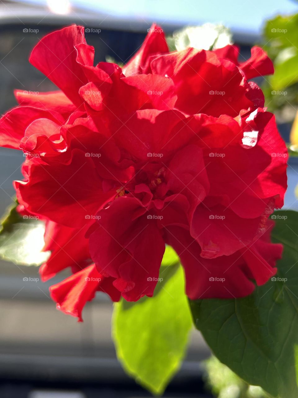 Red flower of hibiscus in my garden 