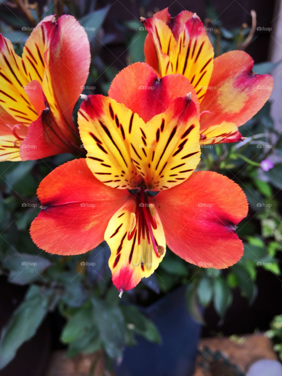 Amazingly vibrant orange and yellow blooms