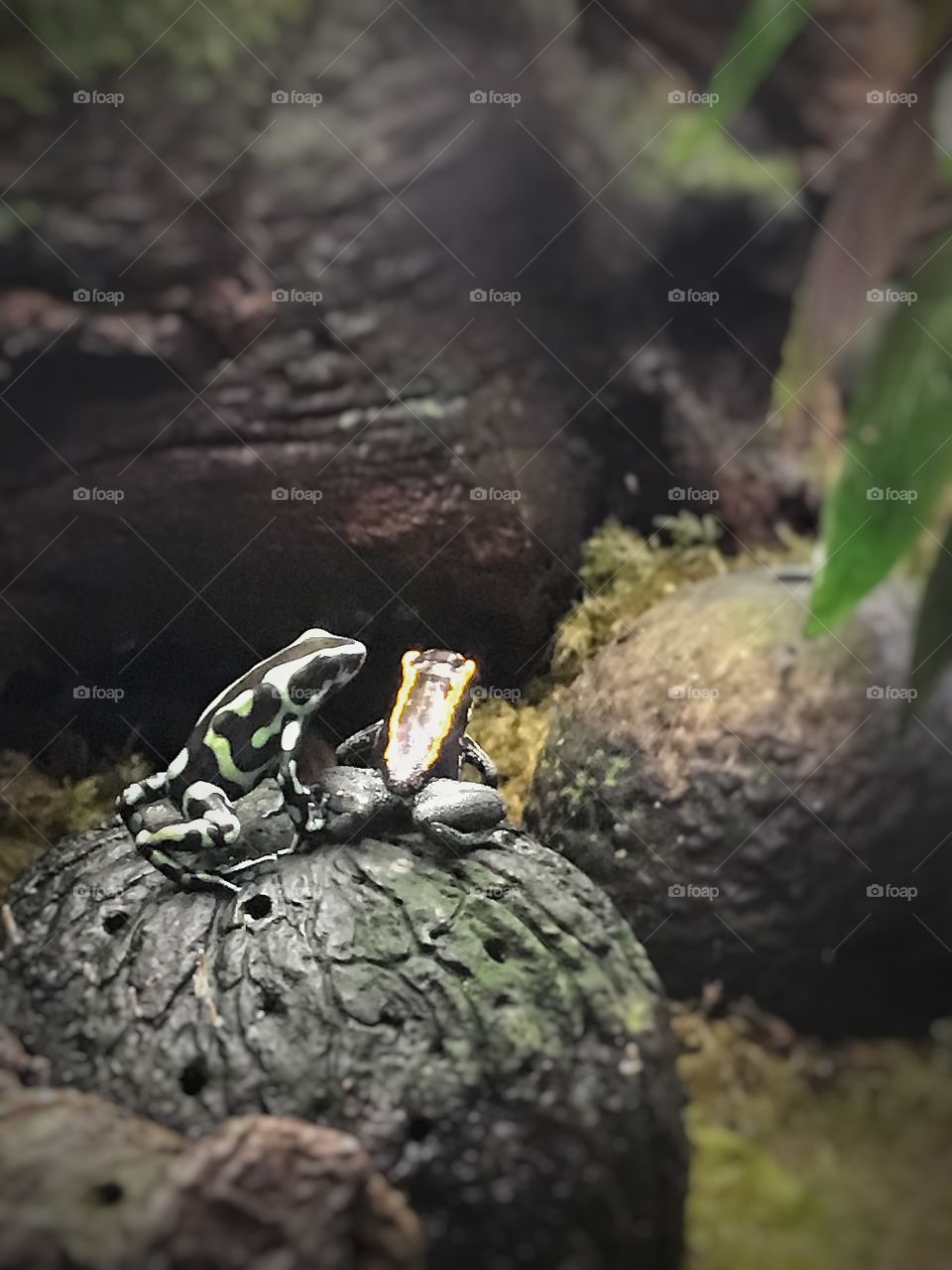 Poisonous frogs 