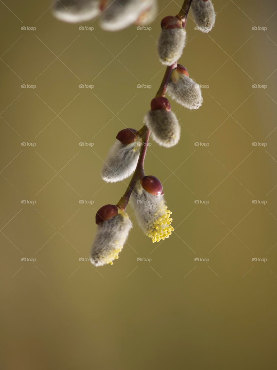 Close-up of flower bud