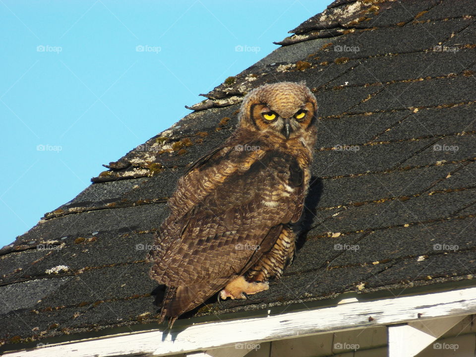 Bird, Owl, Raptor, Wildlife, Nature