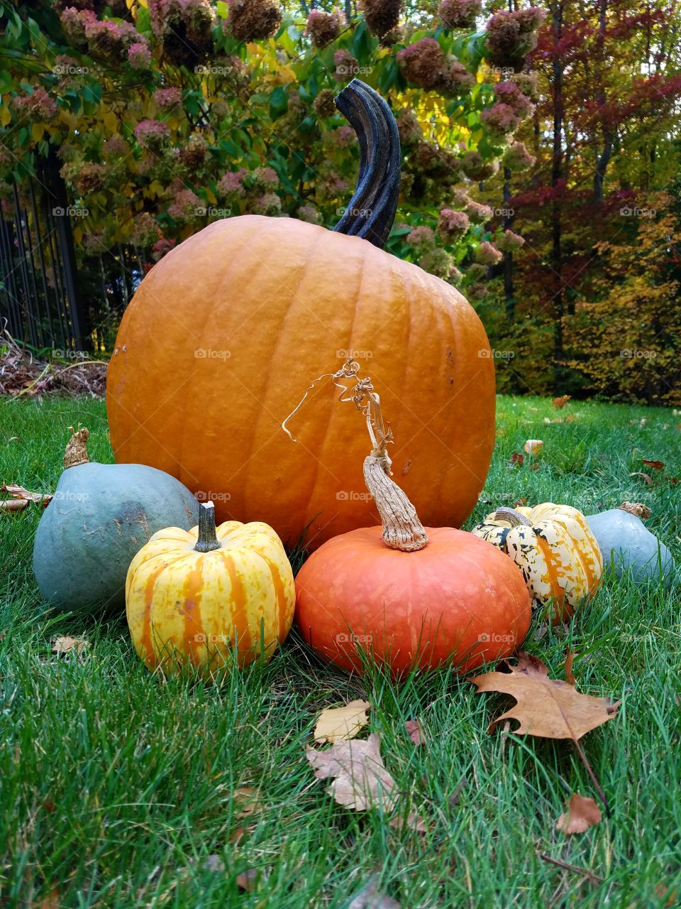 Fall, Pumpkin, Halloween, Pasture, Thanksgiving