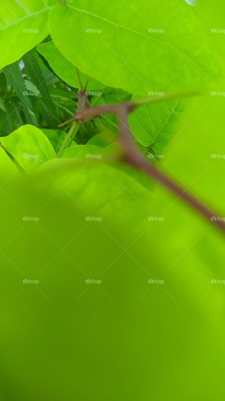 Capturing the beauty of Nature