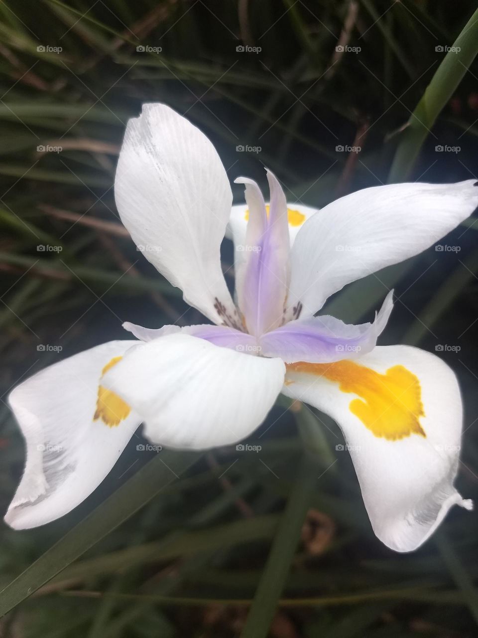 white flower with yellow and violet details