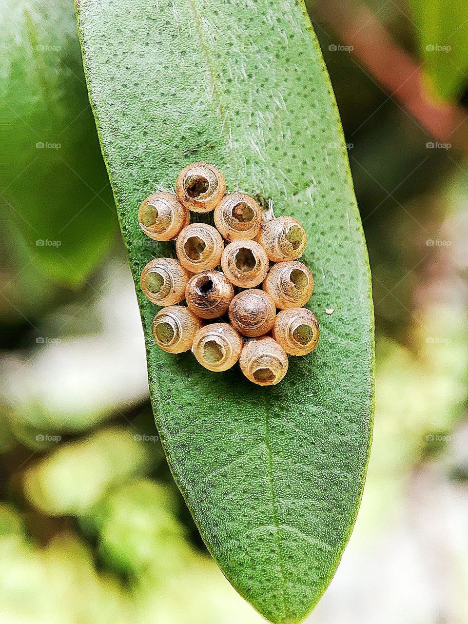 Insects hatched eggs on leaf