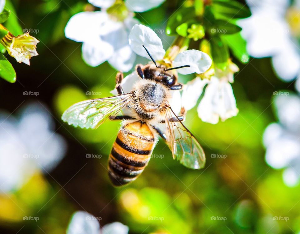 Bee macro