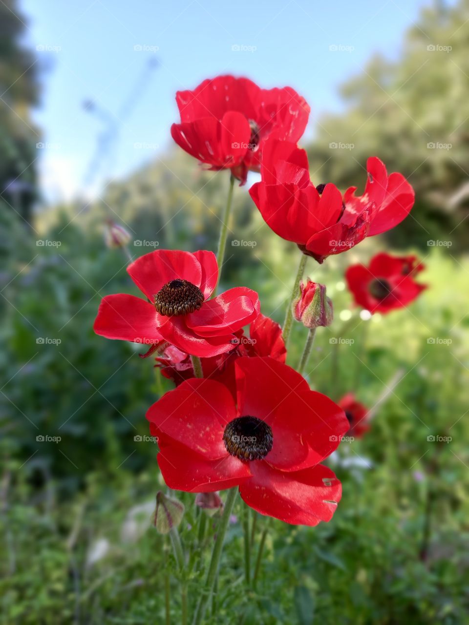 Anemones