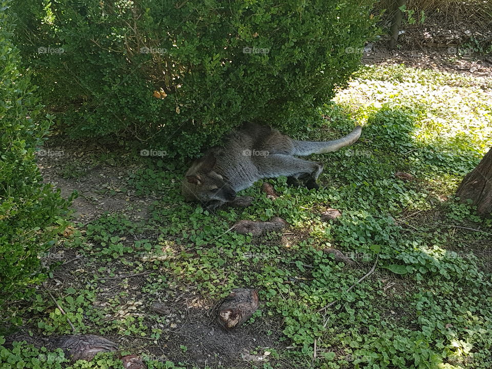 Kangaroo/Wallaroo napping under bush at zoo