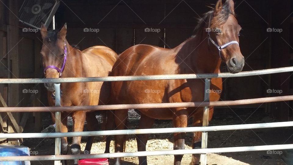 Two Horses waiting for their Acupressure Massage