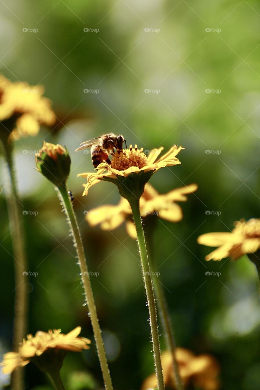 A bee collecting pollen 