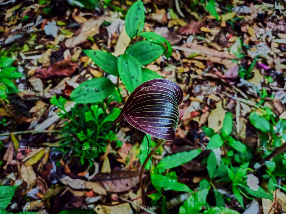 Cobra lily (Arisaema sp) blooming with
blurred plant leaves background, growing
in tropical forest of North Sumatra,
Indonesia