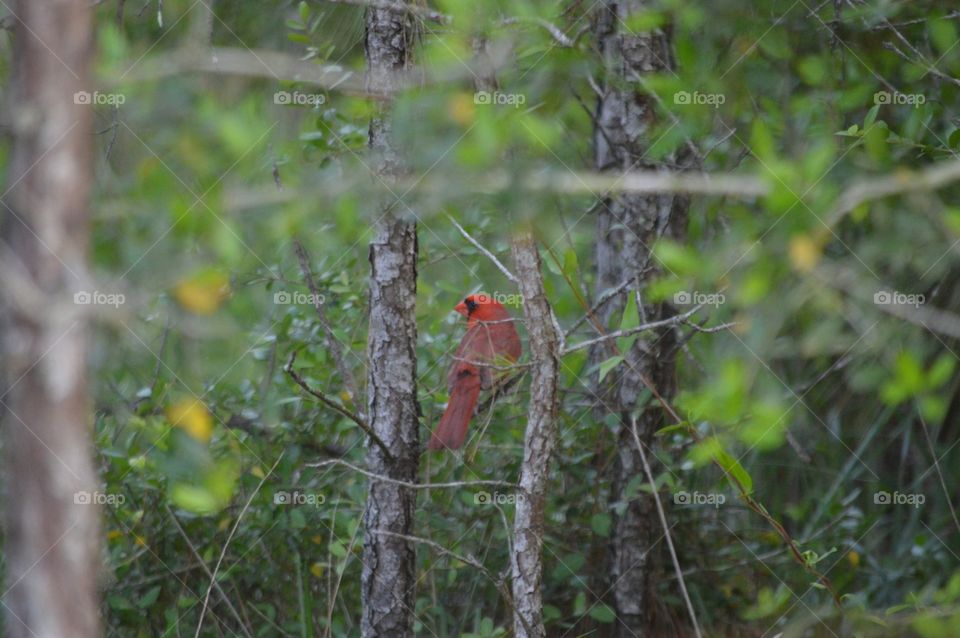 cardinal