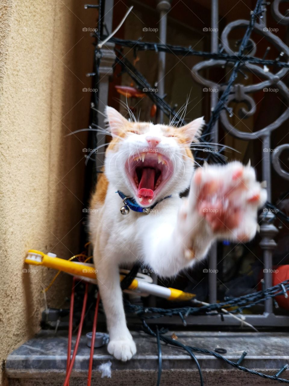 Red cat yawns and greets in camera